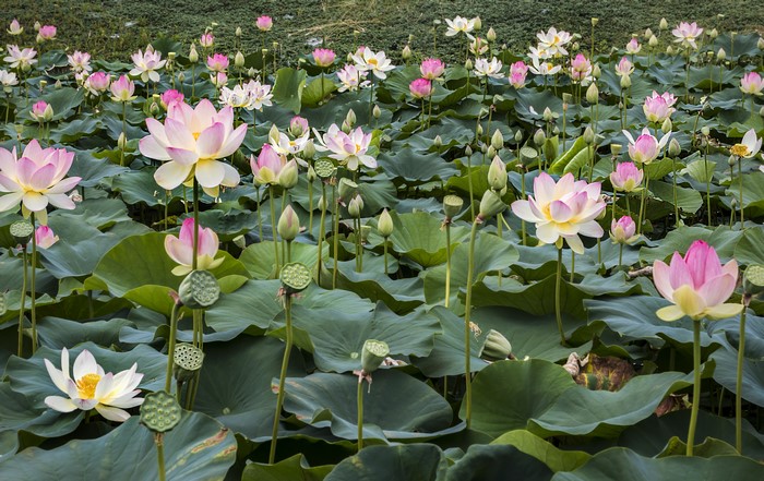 Many water lilies and buds in a pond