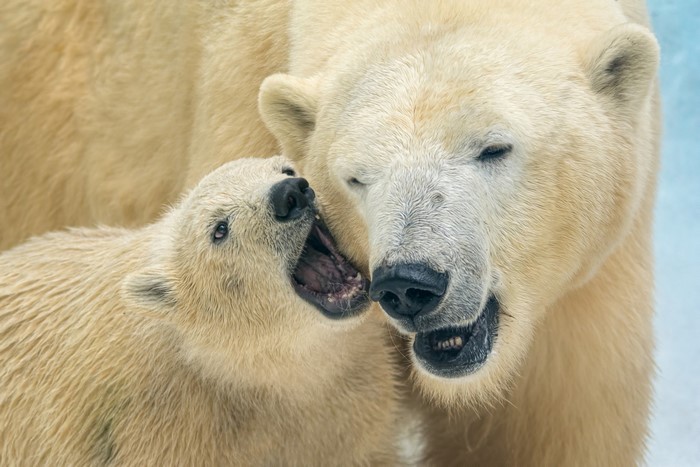 Polar bear cub playfully bites mother's face