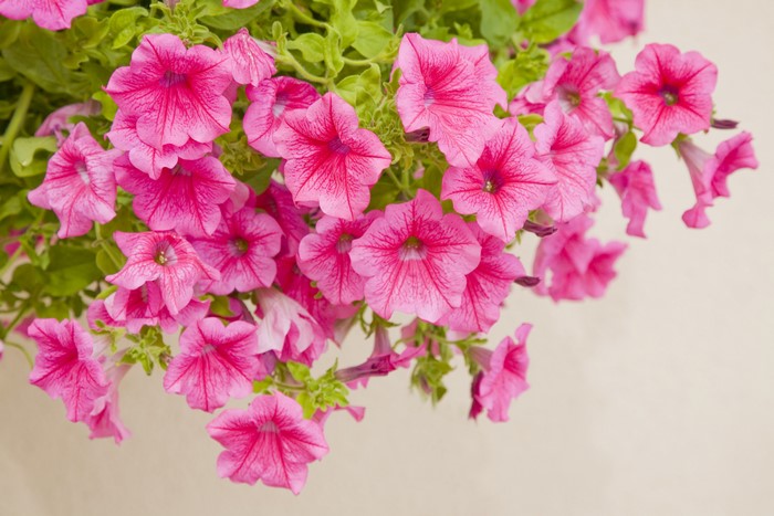 4K Pink Petunia Flowers Closeup