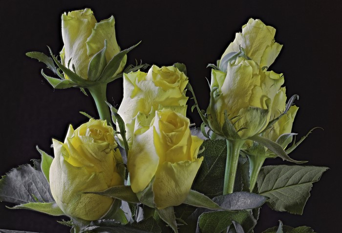 Yellow Roses on Black Background