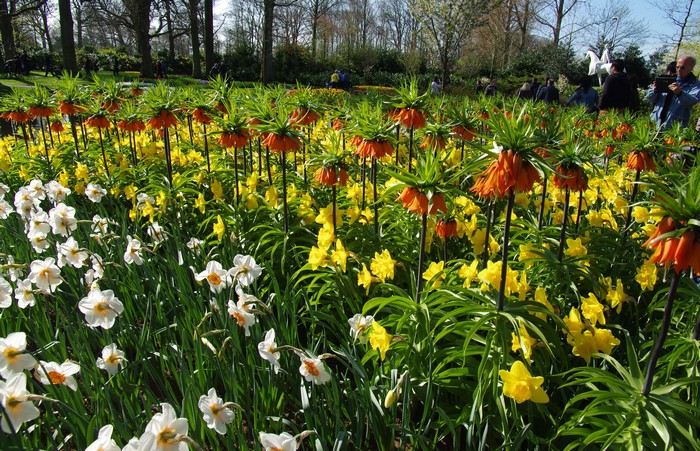 4K Keukenhof Gardens with Fritillaria and Daffodils