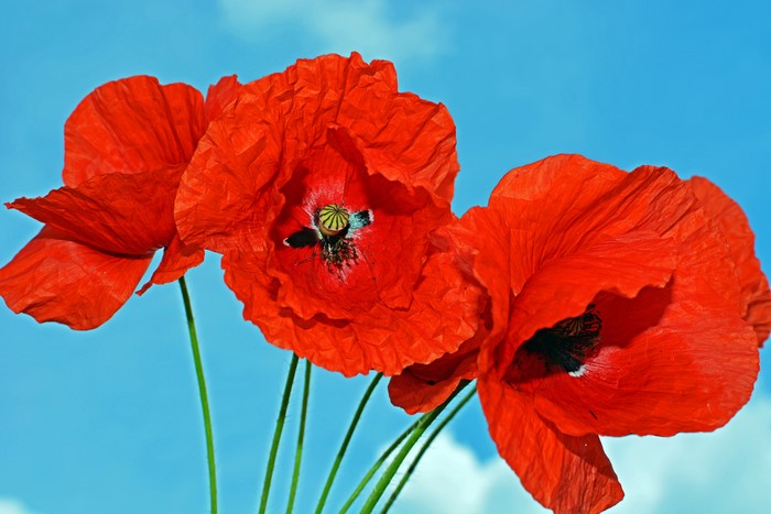 Red Poppies Closeup