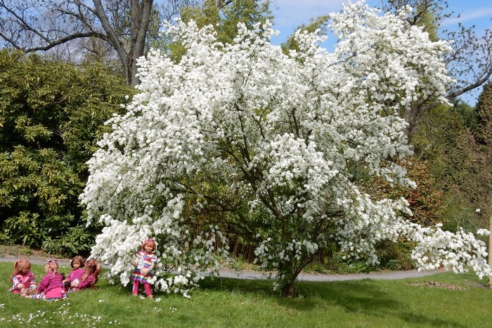 Little girls and dolls under a flowering tree in Grugapark Essen