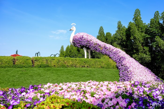 Peacock topiary covered in purple flowers at Miracle Garden, Dubai