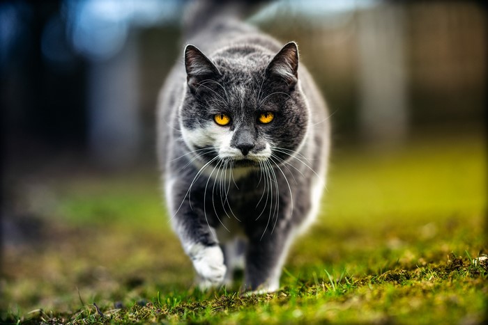 A gray and white cat with yellow eyes walks forward
