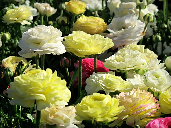 Close-up of yellow and white Ranunculus flowers