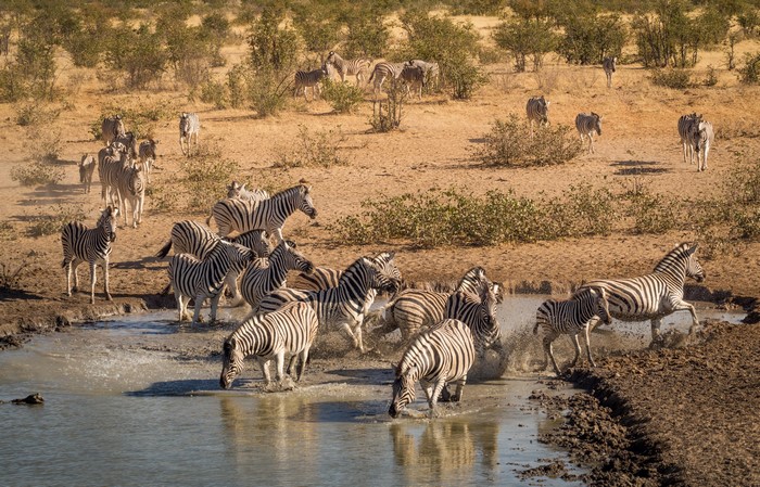 Herd of Zebras at a Watering Hole