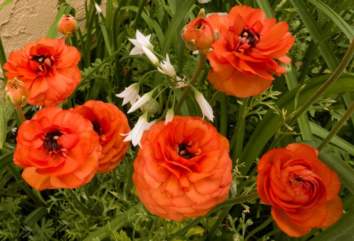 Orange Ranunculus flowers with white flowers