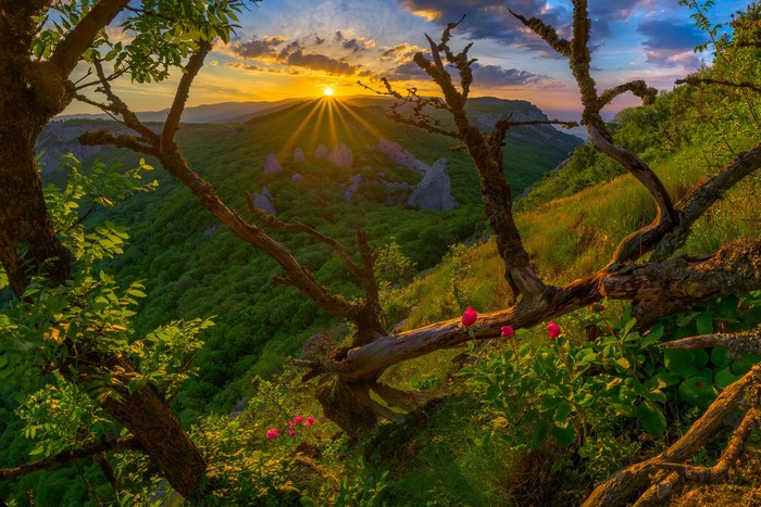 Sunset over a green valley with rocky outcrops and gnarled branches