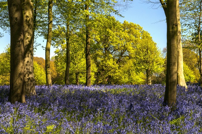 Bluebells and trees in Whitmore, United Kingdom