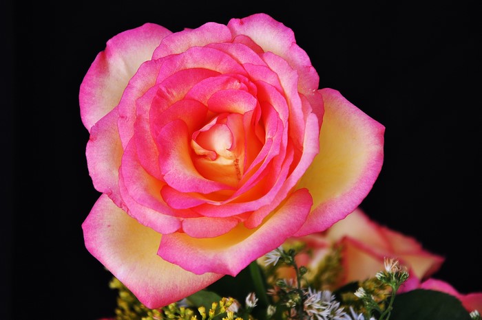 Pink and yellow rose with black background