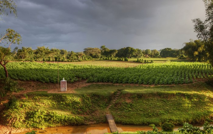 Tobacco fields in Pinar del Rio, Cuba