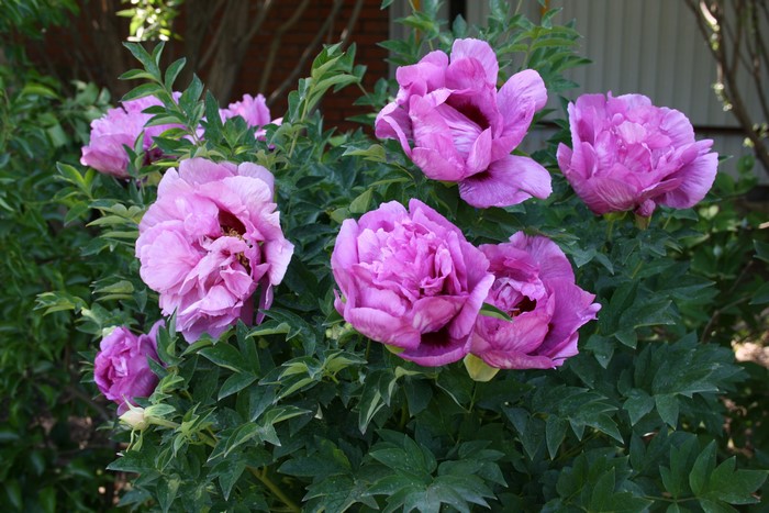 Purple Peony Flowers with Green Foliage