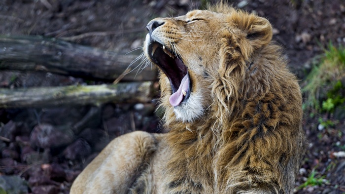 Lion yawning in a forest setting