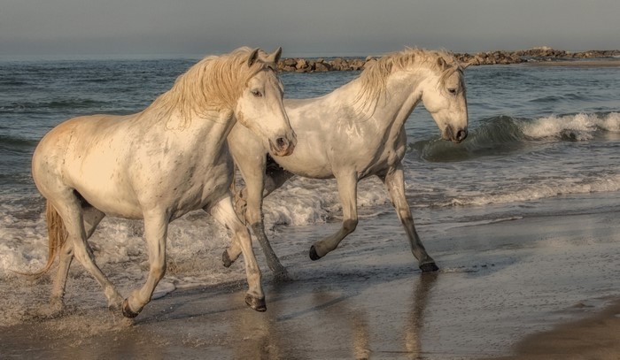 Two white horses running on a beach