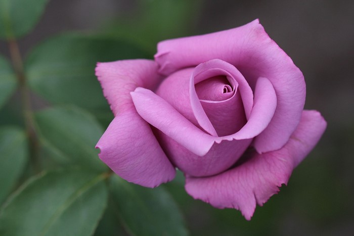 Close-up of a purple rose with green leaves