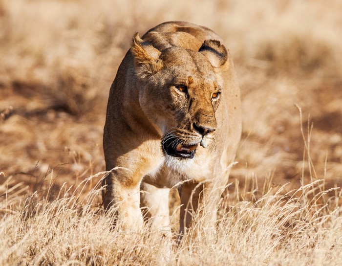 Lioness walking through dry grass