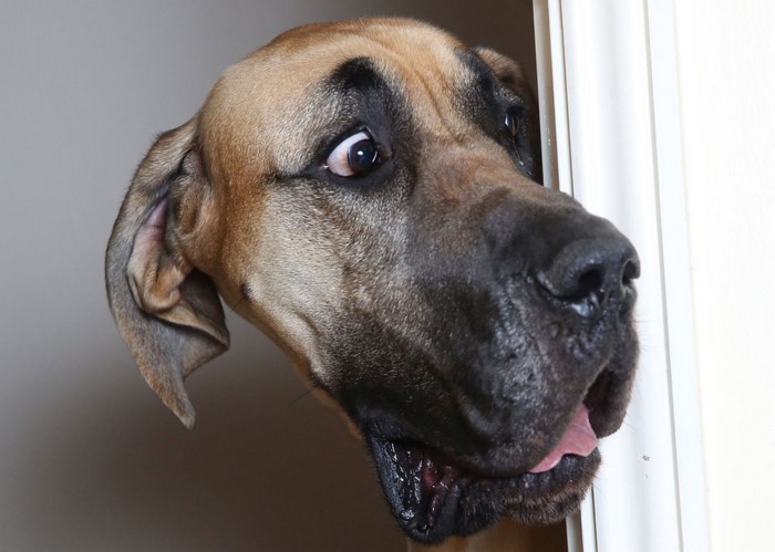 Great Dane peeking around a door frame
