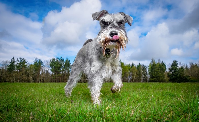 Schnauzer dog running in a grassy field
