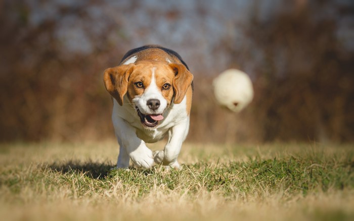 Beagle running after a ball on grass