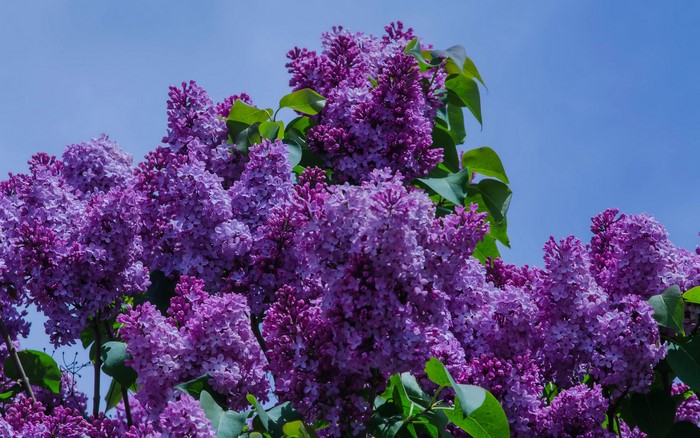 Purple Lilac Flowers Against Blue Sky