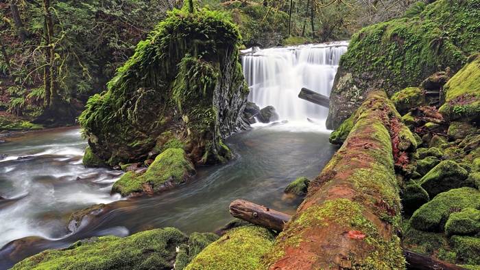 Mossy rocks and a waterfall in a forest