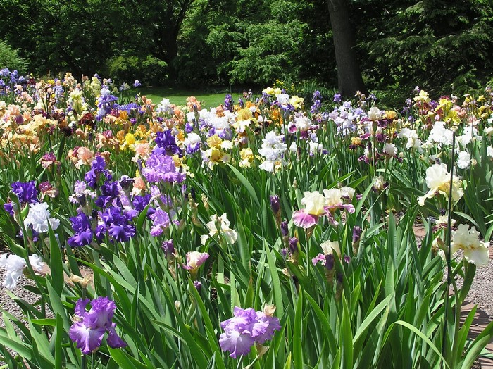 A field of colorful irises in a garden