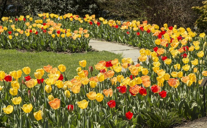 A park with many yellow, orange, and red tulips.