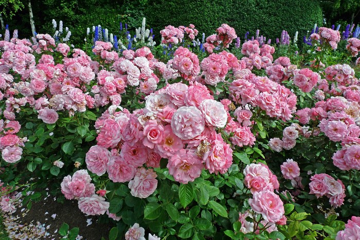 Pink roses in Regents Park Queens Garden, London