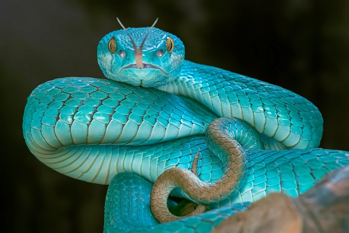 Blue Viper Snake with Forked Tongue