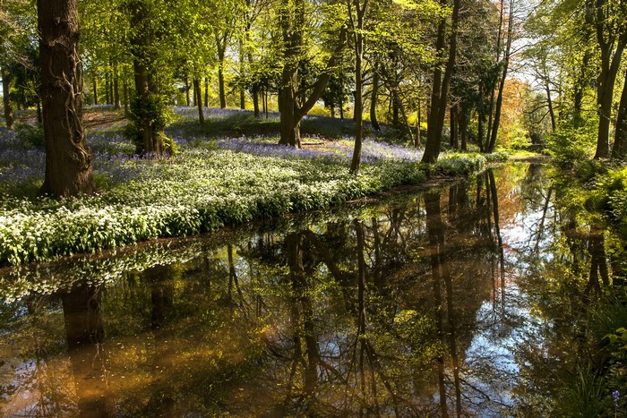 Forest pond with bluebells and snowdrops in Whitmore, UK