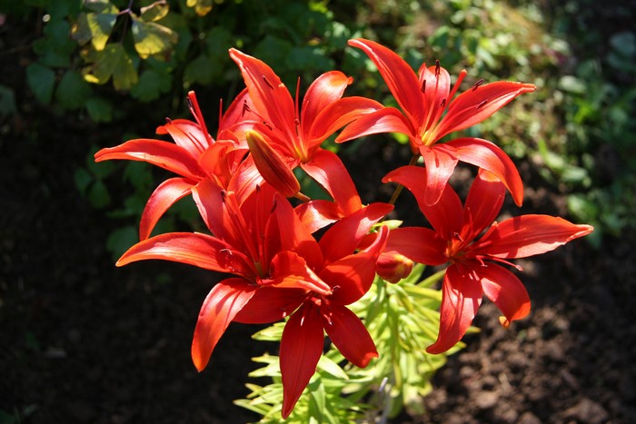 Close-up of Red Lilies in a Garden