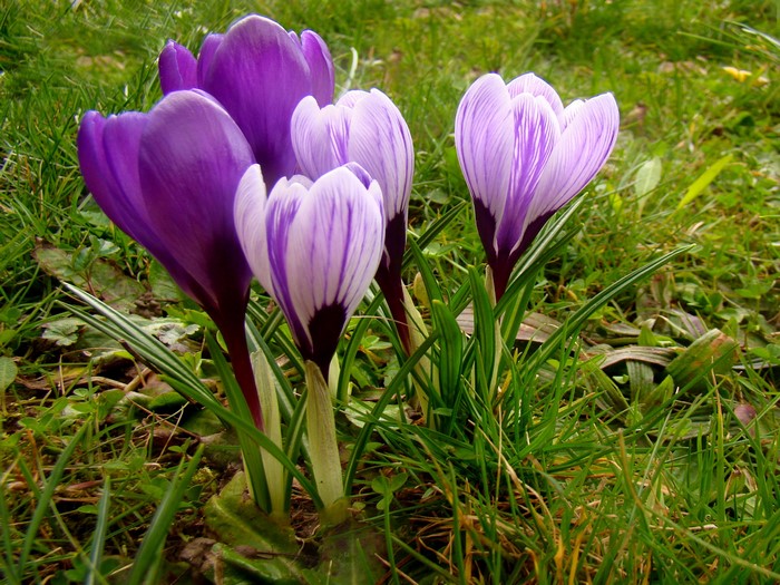 Purple and striped crocuses in green grass