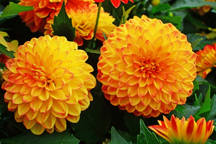Two orange and yellow dahlias in bloom