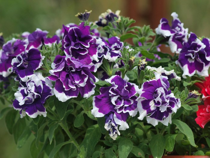 Purple and white petunias in a garden
