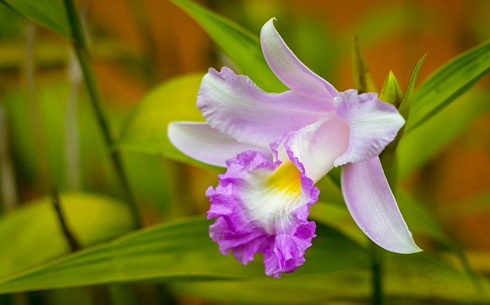 Close-up of a purple and white Cattleya orchid