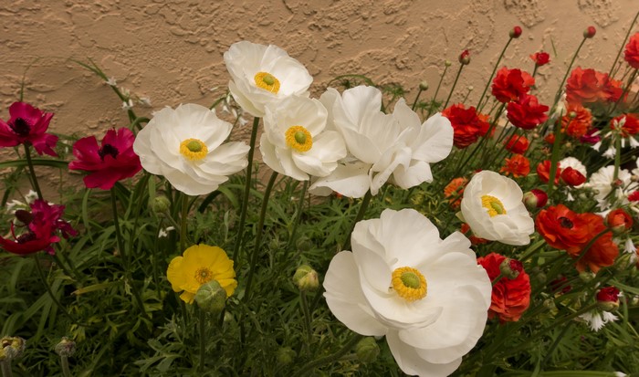 White and Red Ranunculus Flowers