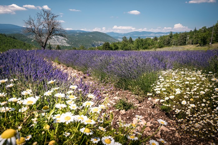 Lavender and Chamomile Fields in Provence, France