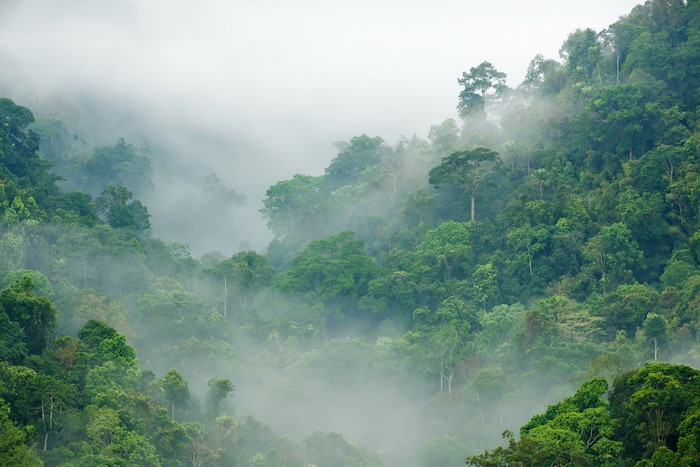 4K Tropical Jungle Forest with Morning Fog
