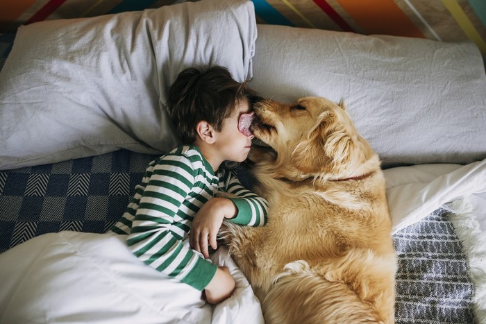 Boy and Golden Retriever Dog Licking Face in Bed