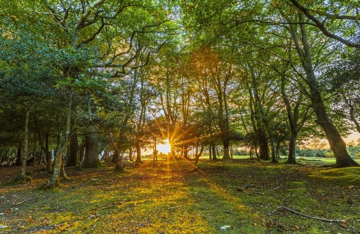 Sun Rays Through Trees in Fritham, England