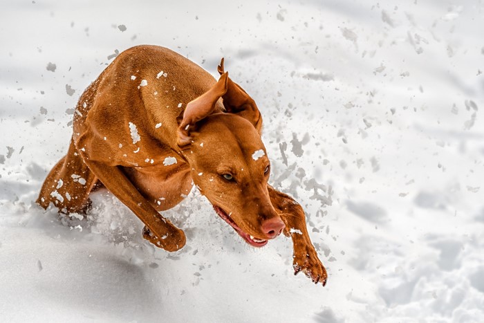 Brown dog running through snow