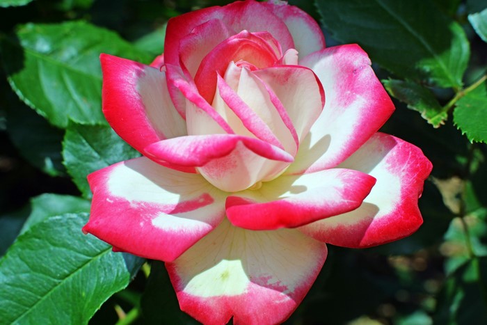 Close-up of a bi-colored rose with pink and white petals