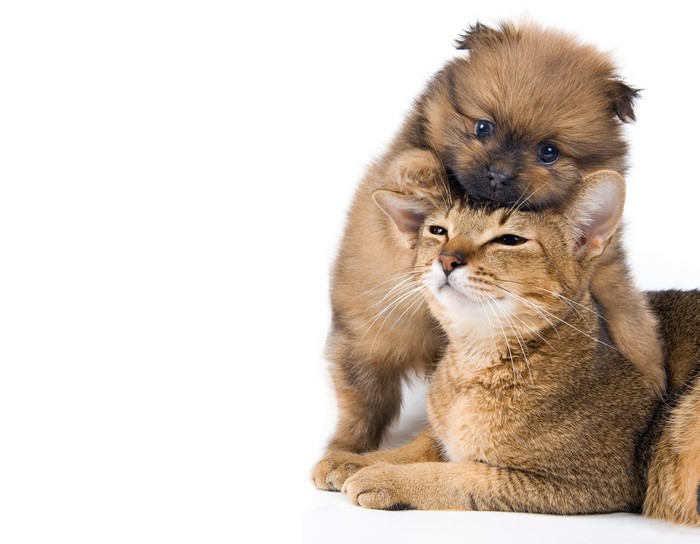 Puppy on a Cat