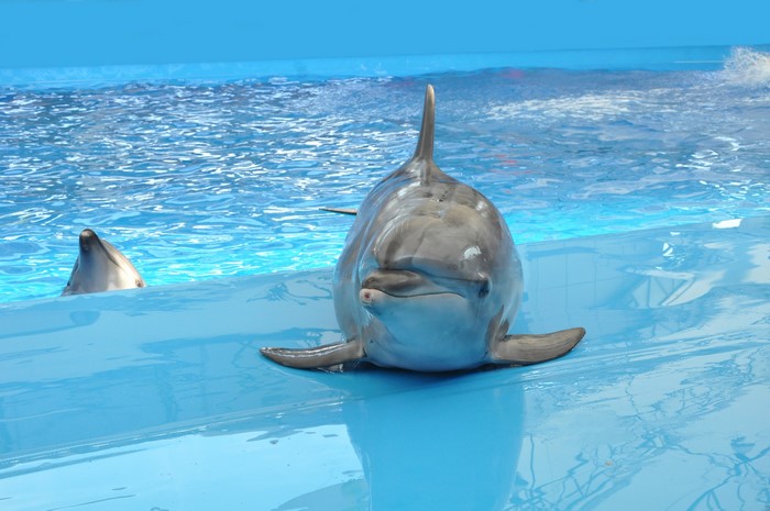 Two dolphins in a blue pool