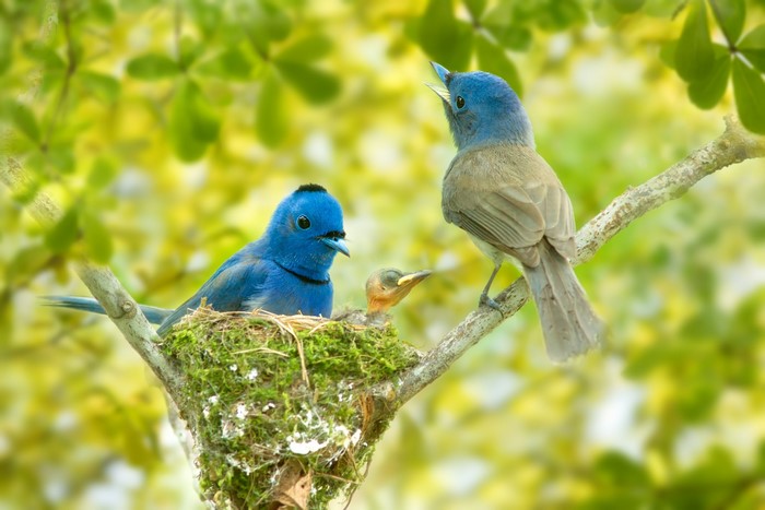 Black-naped monarch birds feeding chick in nest