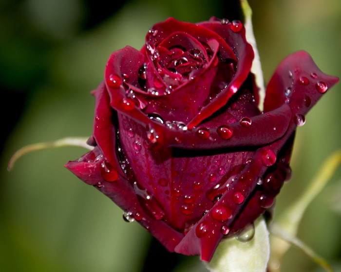 Close-up of a dark red rose with water droplets