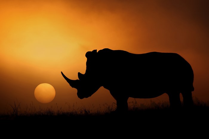Silhouette of a rhino against a sunset