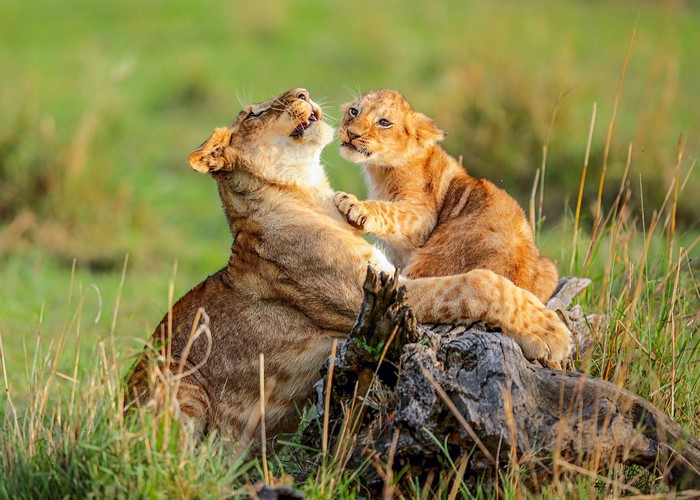 Lioness and cub playing on a log