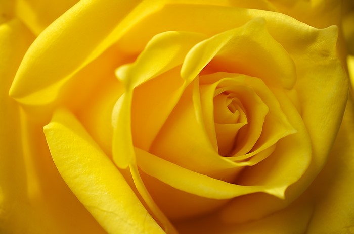 Yellow Rose Closeup Macro